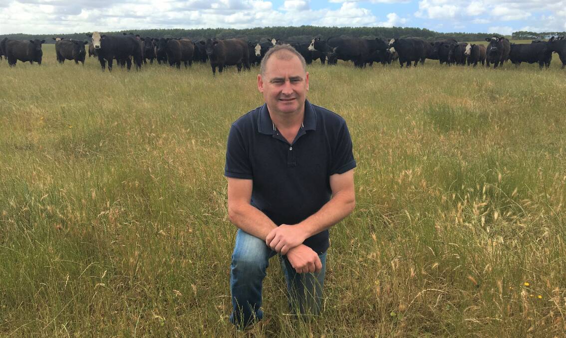 WEANERS READY: Wallacedale beef producer Chris Cameron, Kelvin Park, is looking forward to offering about 320 Boonaroo and Nampara-blood Angus steers and heifers at next month's weaner sales in Hamilton.