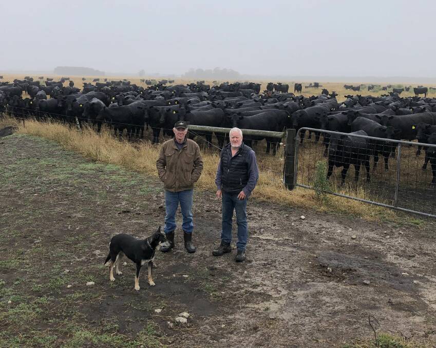 GENETICS: Doug Smith and Steve Brain, Boona, Mumbannar, Vic, with some of their 480 heifers joined via artificial insemination in October to high-performing Te Mania sires, Pheasantry and Quest.