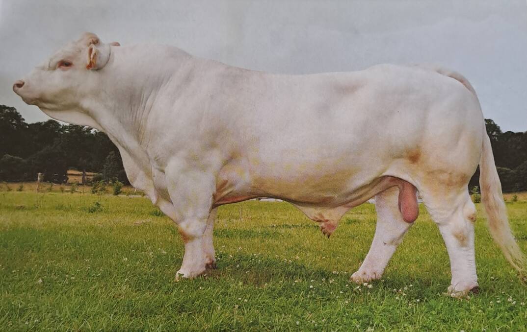 Crozier Charolais will offer three sons of elite French Charolais bull, Castor, at their bull sale in February 2023. Picture supplied.
