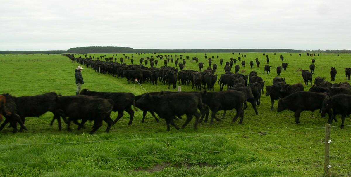 INTENSIVE: Time-controlled grazing is used to maximise steer and heifer growth rates.