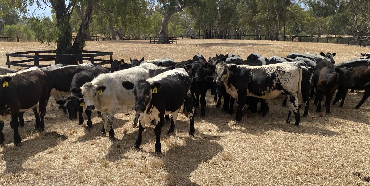 THRIVING: The Northwood Park team started using Speckle Park bulls three years ago and continue to be impressed with the breed's growth rates and do-ability.