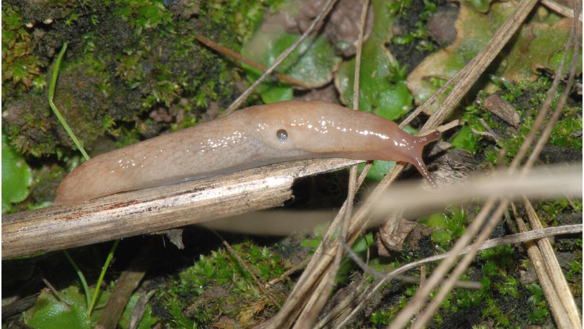 SLUGS ALIVE: Malacologist Michael Nash is warning farmers to check now for Grey Field and Black Keeled slugs are threatening crops and pastures. 