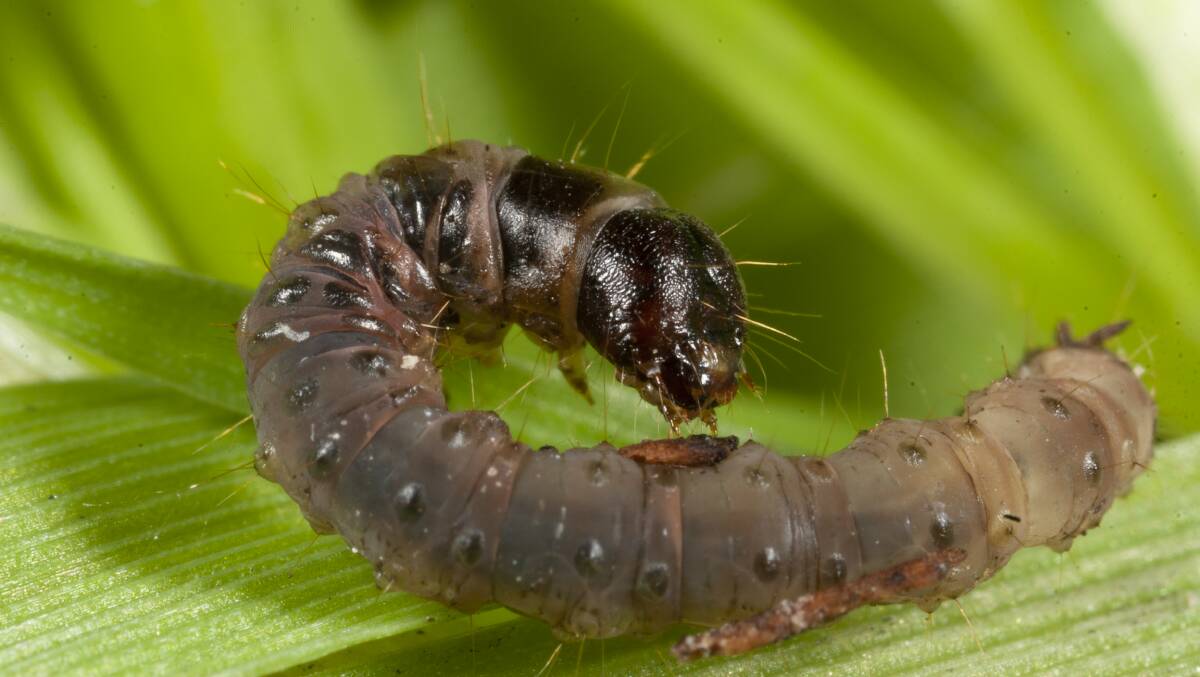 Pasture tunnel moth larvae are very slender. Image: cesar