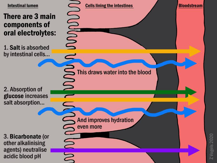 THIRSTY: How oral electrolytes work. Picture by Zoe Vogels.