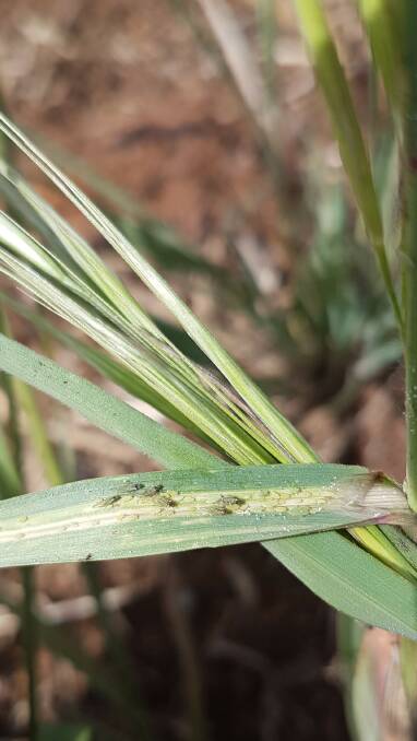 OH THOSE RUSSIANS: A Russian wheat aphid colony on brome grass. Photo by Elia Pirtle.