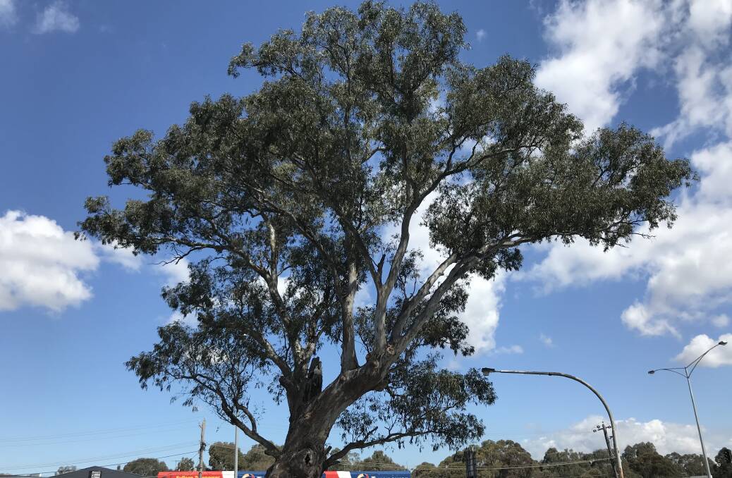 Bulleen's River Red Gum crowned Victorian Tree of the Year 2019.
