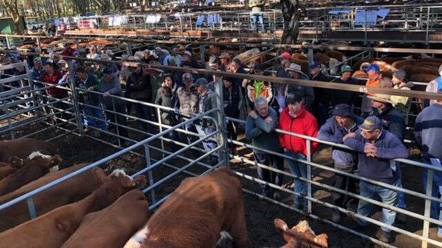 BIG YARDING: The Myrtleford autumn sale drew a huge yarding of 2000 head with strong competition from buyers for cows and calves from buyers as far away as Gippsland and Sydney. Photo by Wade Ivone.