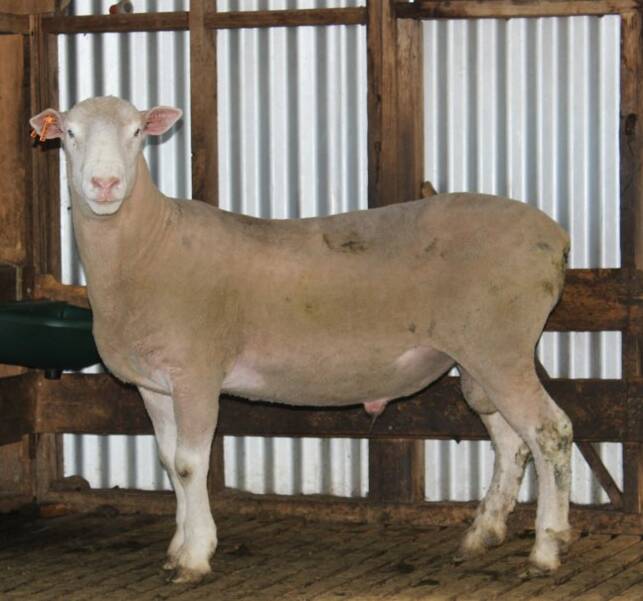 TOP PRICE: Lot 1, Ram Moora Hills 18-049, sold for $1850 to Penola Park Estate, Mt Gambier, SA.