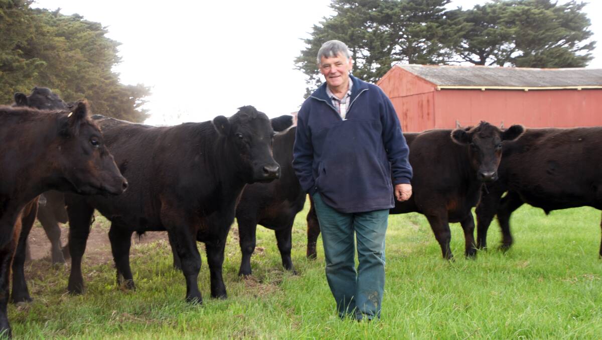 BULLOCK WHISPERER: Barry Hollonds, Henley Park, Sale, is out in the paddock talking to his cattle twice a day because a better temperament means a better taste.