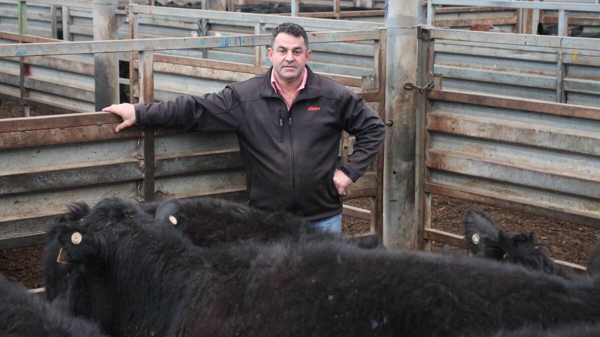 LONG DISTANCE TRAVELLERS: Elders agent Carlo Taranto with part of the consignment of 60 light steers and 50 light heifers, both Angus, which came down from Boggabri in northern NSW, a trip of nearly 1200 kilometres. PHOTO: Campbell Cooney.