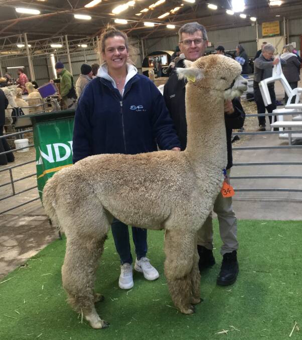 TOP PRICE: Vendor Catherine Lloyd of the EP Cambridge Stud and Landmark agent Wilson Beer with the top-priced male purchased by Yaringa & Kobler Studs. Photo: Landmark