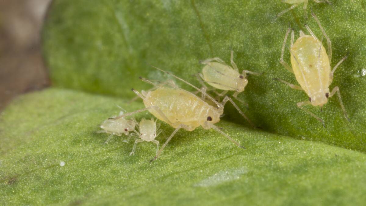 LITTLE SUCKER: The green peach aphid is a key establishment pest in canola. Image: cesar