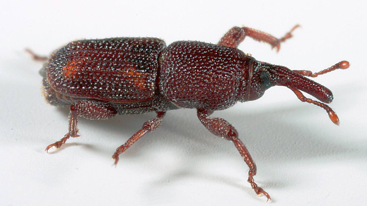 EVIL WEEVIL: Jim Moran wants some of your weevils to test them for resistance.