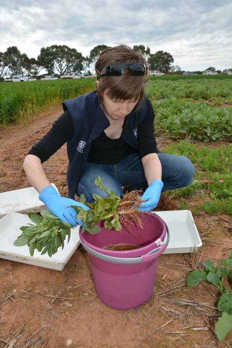 ROCKING RHIZOBIA: SA Research and Development Institute (SARDI) senior research officer Liz Farquharson says inoculants are key to successful dry sowing. Photo by AgCommunicators.