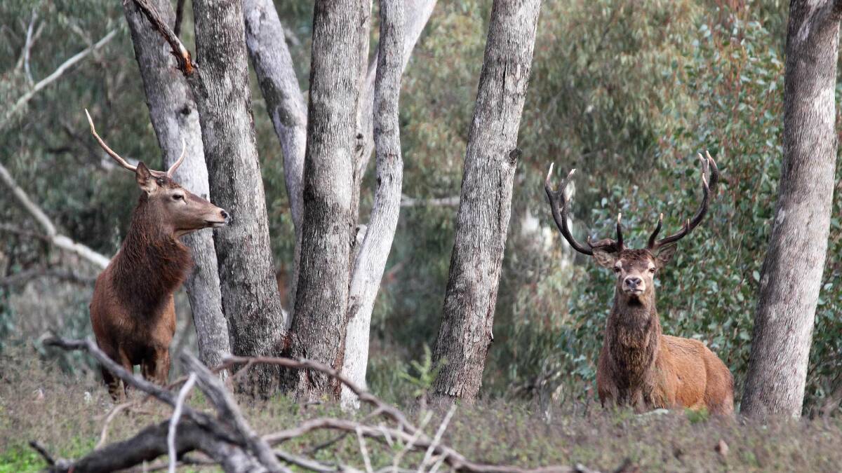 Deer shooting date postponed