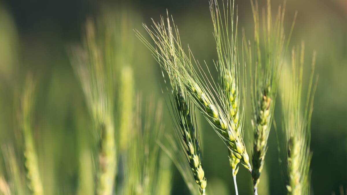 Barley now in high demand