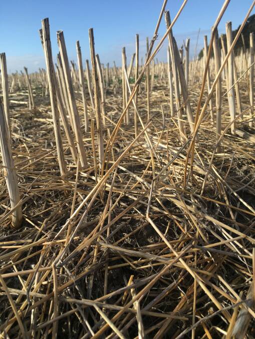 MANAGEMENT: Previous studies have shown that cultivation and removal of stubble can play a big part in keeping slug numbers down.