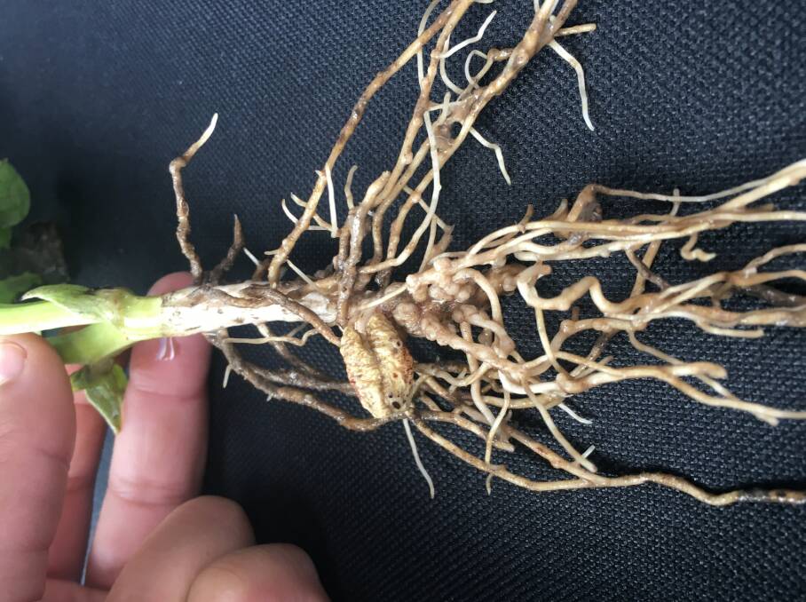 FIX: Nodulation in a faba bean plant. When using granular inoculant, it is important to ensure it is placed in its own seed box on the seeder so it is fed out consistently.