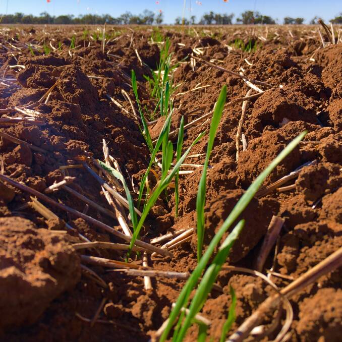 TIPS: Germination of a trial sown near Birchip, with irrigation to establish it. BCG says the lack of summer rain will also be a concern for residual herbicides.