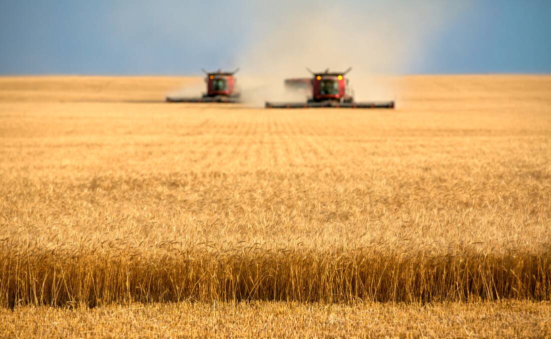 SHIFT: Global wheat production estimates were lifted by 790,000t in the November USDA report, with opening stocks lowered 970,000t. Picture: Shutterstock.com