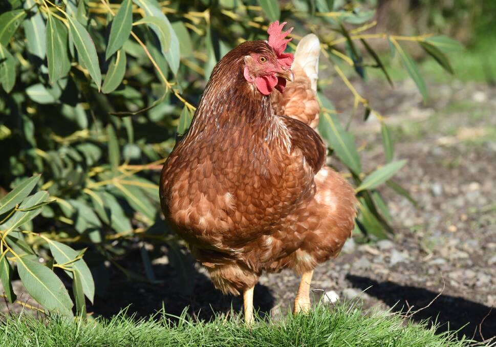 FREE RANGE: Chooks are now allowed out in most parts of Golden Plains.