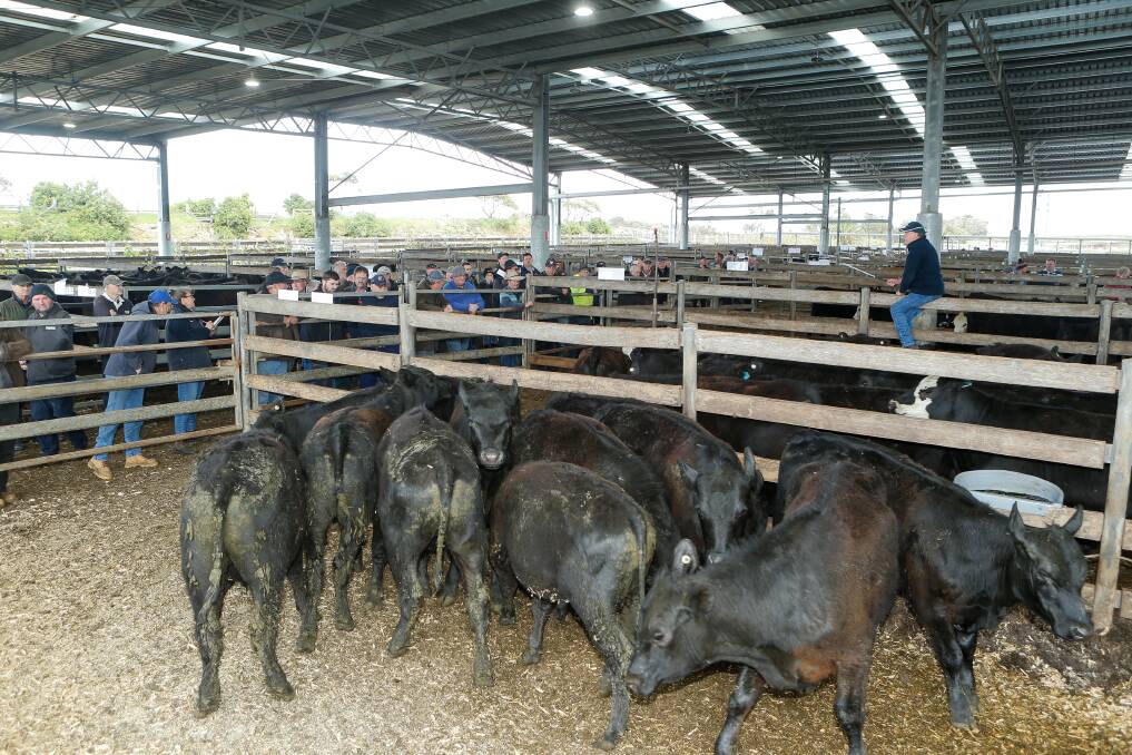 The saleyards held their October store sale today, with agents urging the gallery to continue lobbying Warrnambool councillors. Picture supplied.