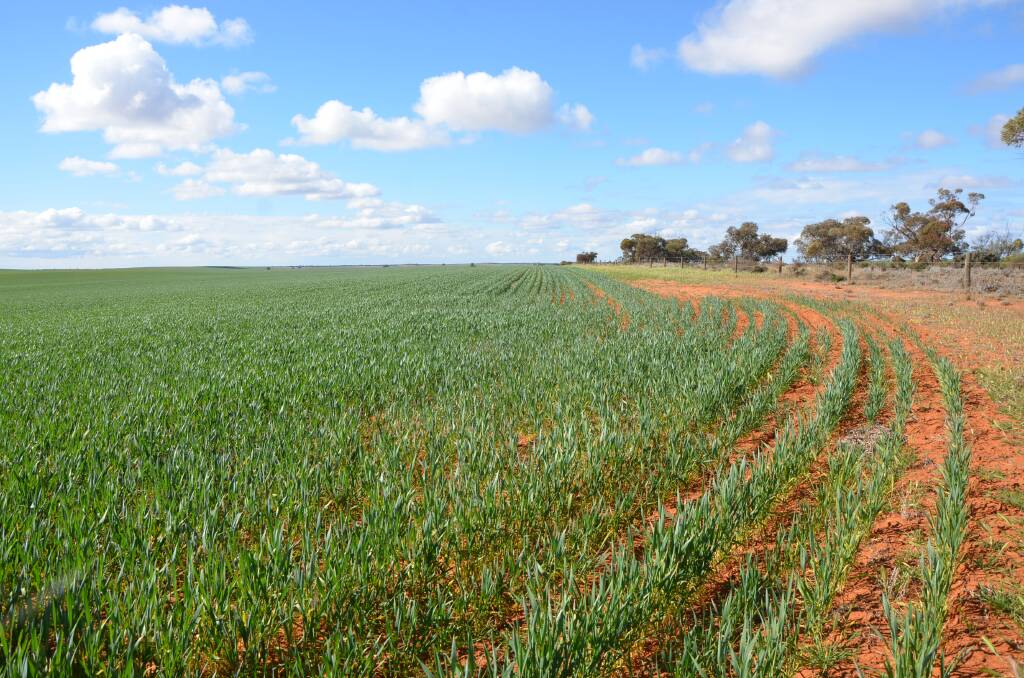 Crops across much of Victoria could do with more winter rain, but are likely to benefit from a good finish if forecasted wetter spring conditions eventuate.