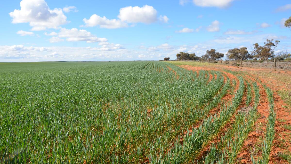 Growers in many areas of the state benefited from good June and early July rainfall to boost soil moisture for their crops, but some continue to miss out.