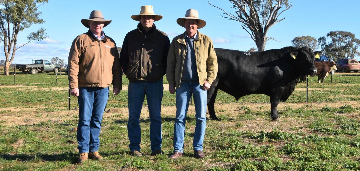 Top price Angus Peakes Bowen Black Pearl P645 who sold for $28,000 with vendor Stephen Peake and new owners Jye and Chris Patterson, Heart Angus, Tamworth. 