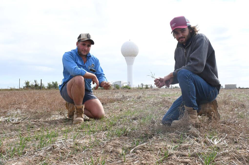 First generation farmers Dylan Panagiotou and Gian Piscioneri crop 250 hectares between them, while also working full time. Mr Panagiotou is growing wheat on this block at Port Gawler, located within a stone's throw of the Buckland Park weather radar. Pictures by Quinton McCallum 