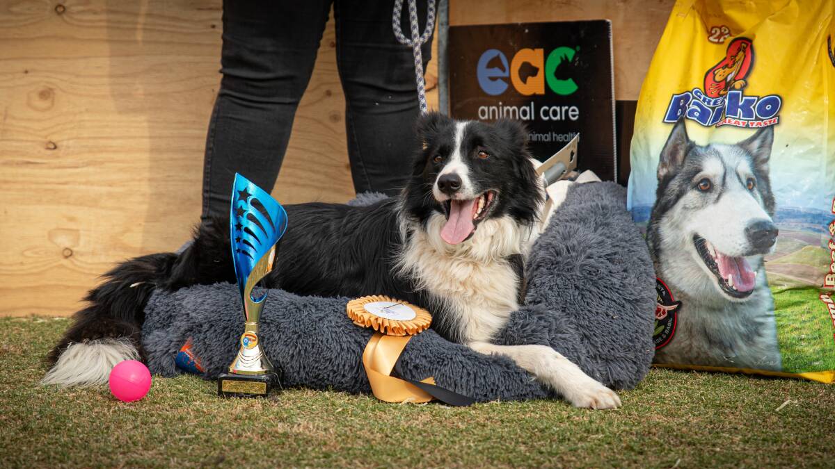 Every dog has its day and for Border Collie 'Cobba', his win in the Eudunda Show dog high jump resulted in a prize haul of a dog bed, dry food, treats, a ribbon and trophy. Picture Silver Springs Photography
