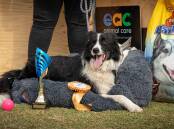 Every dog has its day and for Border Collie 'Cobba', his win in the Eudunda Show dog high jump resulted in a prize haul of a dog bed, dry food, treats, a ribbon and trophy. Picture Silver Springs Photography