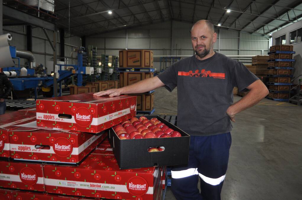 APPLE OF YOUR EYE: BiteRiot! sales manager Ben Harris looks over the packaged fruit.