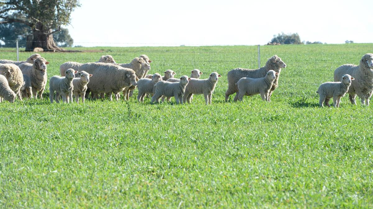 MILD MAY: Mild weather patterns continue well into May and ongoing opening rains have led to near perfect livestock lambing conditions. 