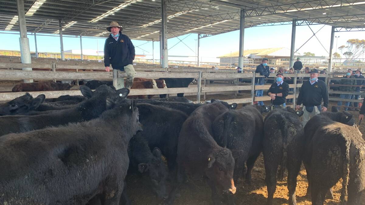 SOLD: BOH stock agent Anthony Mahony sold a pen of Angus steers, 354kg, for $2124 or 600c/kg. 