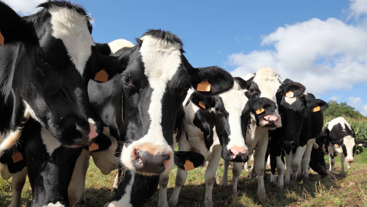 HORRIFIC: A TasRail train collided with a herd of heifers on Friday. Photo: Shutterstock
