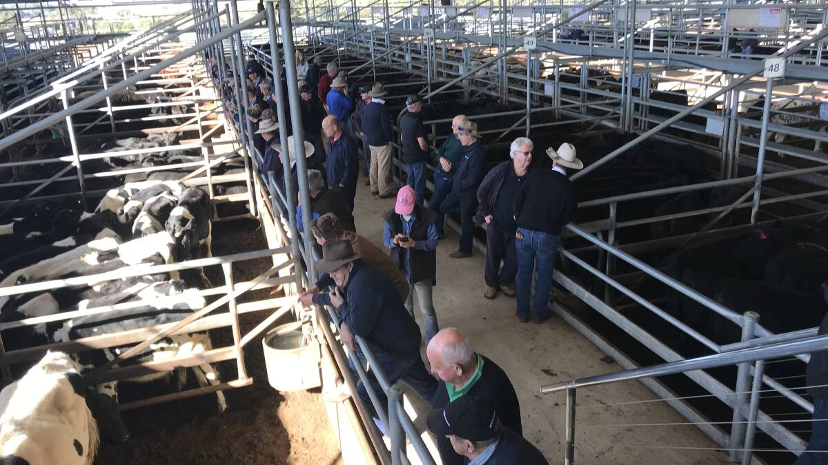 DEAR: Agents reported stronger prices at Bairnsdale on Friday. (File photo)