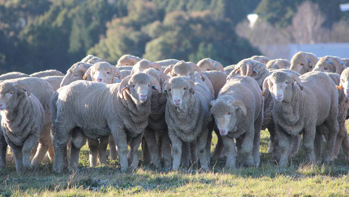 LOOKOUT: Producers are urged to stay vigilant against Barber's pole worm in sheep following warm and wet conditions over summer. 