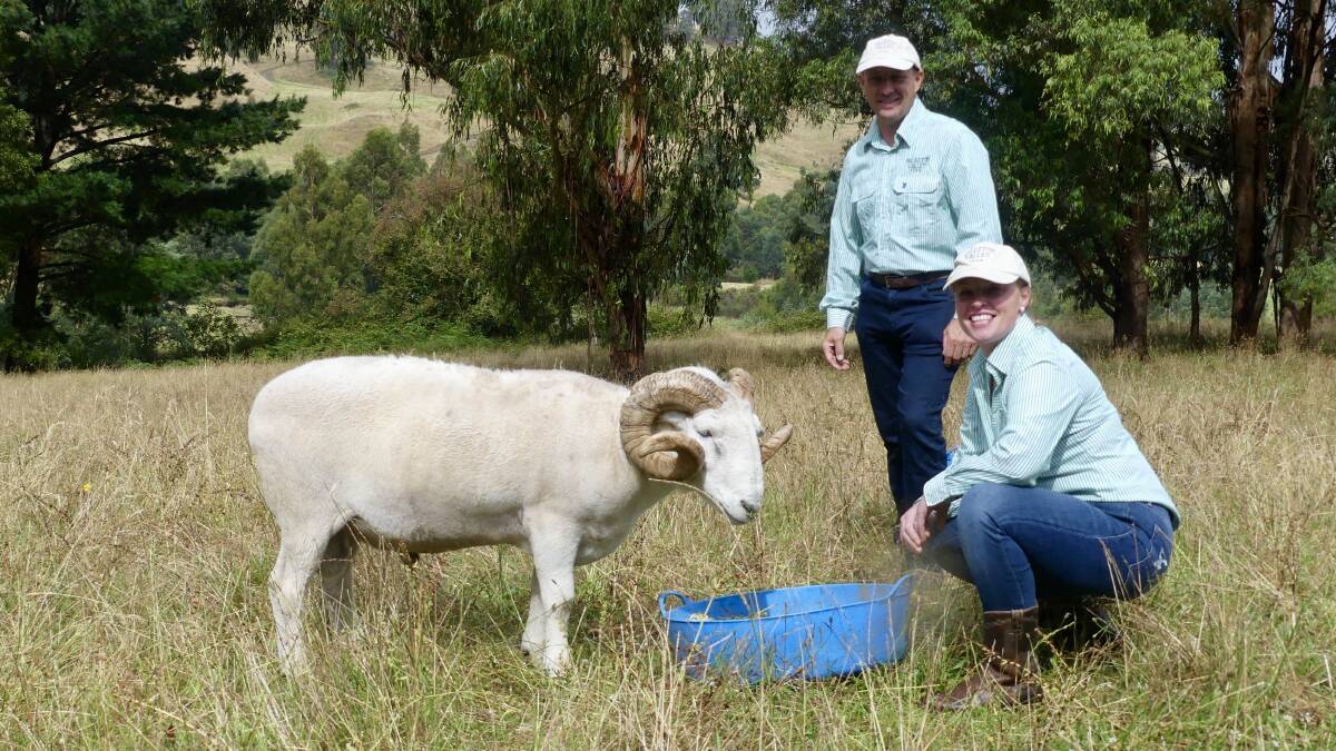 FUTURE FARMING: Gary Tie and Jill Noble, with ram Grenade, on their property Hallston Valley Farm in Gippsland.