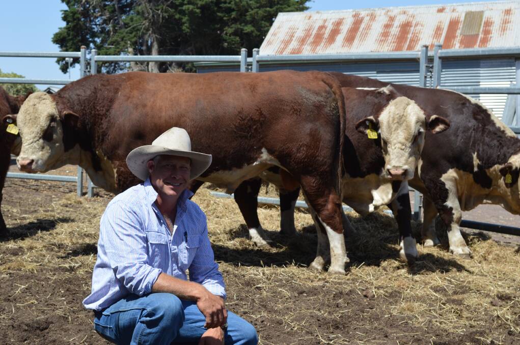 GEARING UP: Moora Poll Hereford stud principal Linton Price will have 15 bulls available for sale and stud sires and heifers on display at his Stock & Land Beef Week open day.