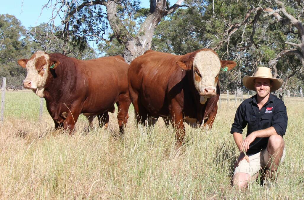 CONTINUOUS EXPANSION: Wannon-based Grangeburn Simmentals has grown to a herd of 120. Stud principal Brodhi Carracher hopes to increase the number of Black Simmentals in his herd going forward.