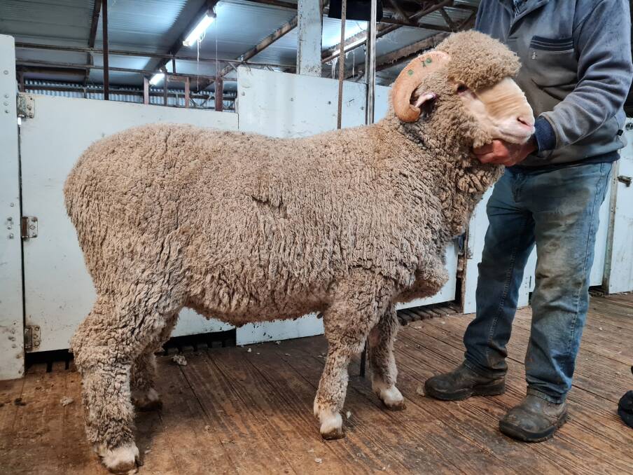 IN DEMAND: The top-priced ram was lot 20 from Glendonald Merino Stud, which sold for $9750.