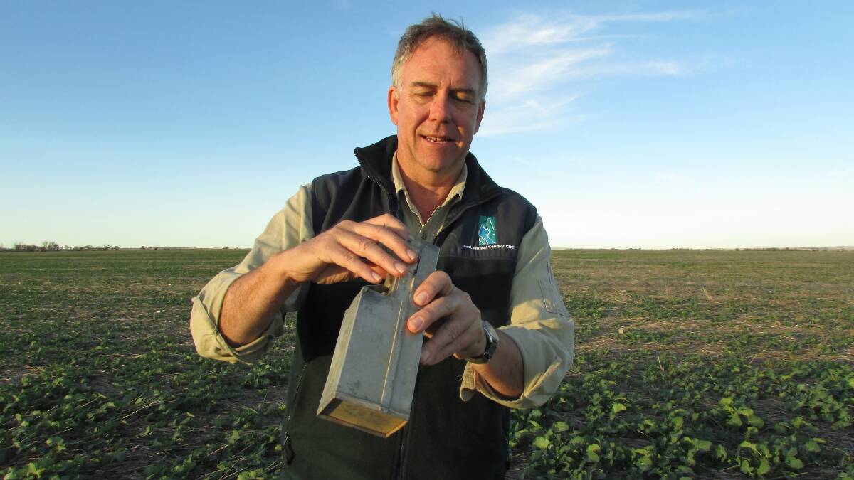 LOOKOUT: CSIRO researcher Steve Henry said predictive modelling based on Bureau of Meteorology forecasts showed there was a high risk of a mouse outbreak in north western Victoria this season. Photo: GRDC