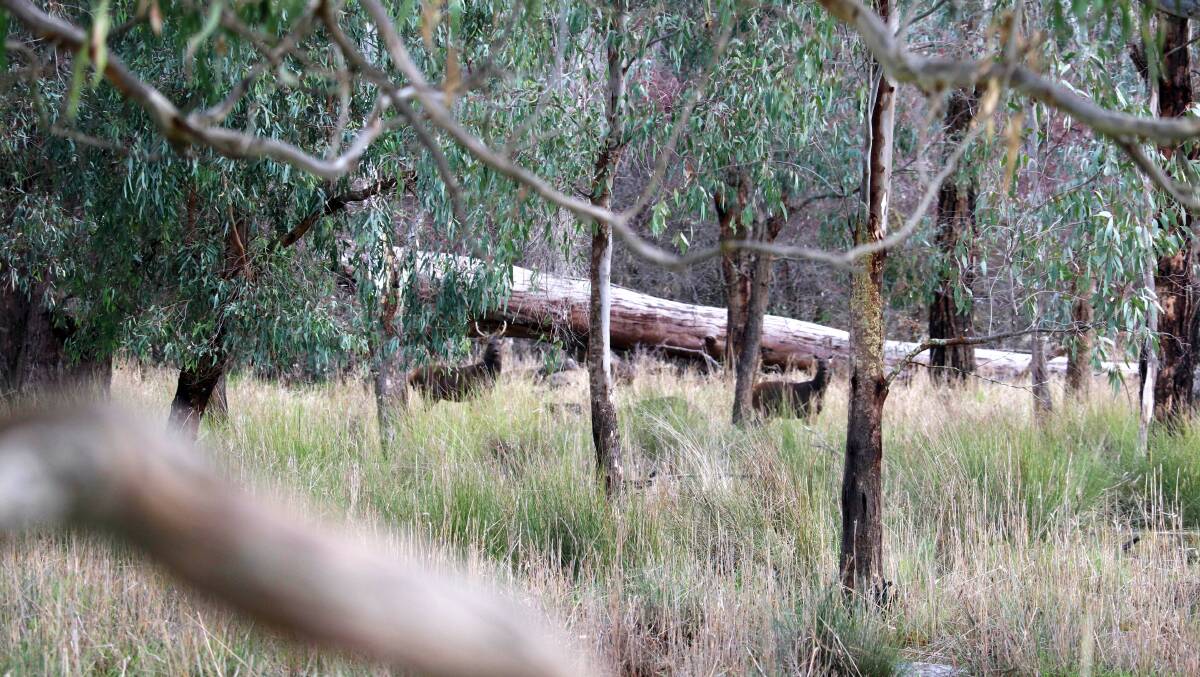 OH DEER: Mitta Valley farmers say deer are having a big impact on their operations. Photo: Simon Feillafe