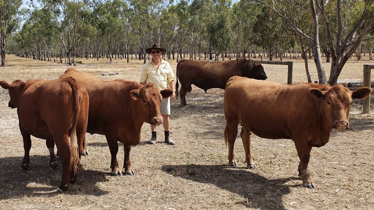 KEEPING IT RED: Cliff Downey hopes to build on his herd's showring success and continue to promote the Red Angus breed to industry. 