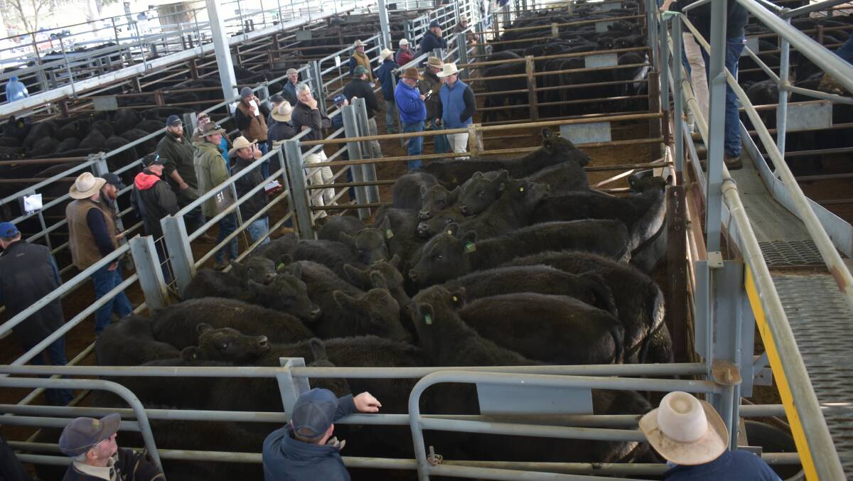 BUSY: The monthly store sale at Euroa remained strong, with commission buyers taking the bulk of the cattle. (File photo)