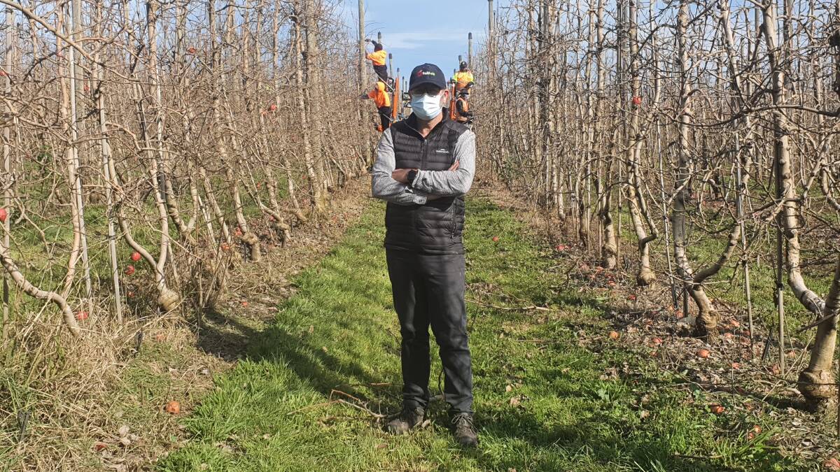 EYE OPENER: Orchard manager Jason Shields said more than 20 per cent of staff at Plunkett Orchards were required to isolate at the same time.
