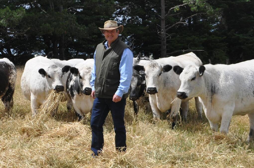 SERIOUS SPECKLES: Winchelsea producer Michael Hastings started Whiteline Speckle Park stud about five years ago after getting imported embryos from Canada.