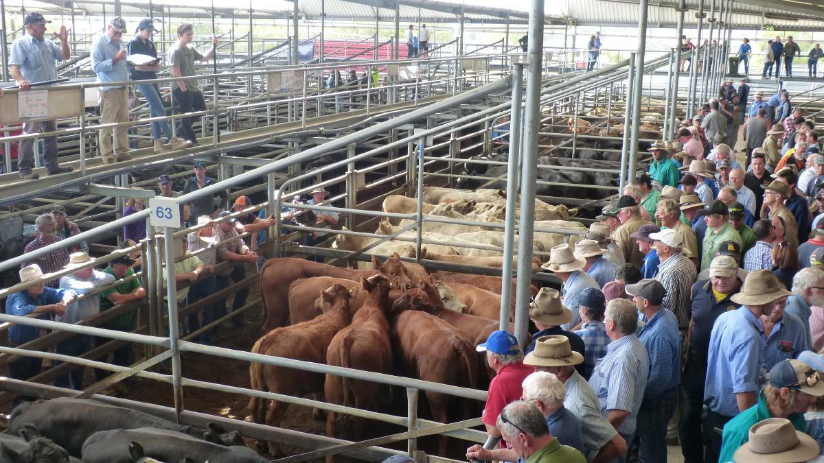 SALE-O: Agents reported a mixed yarding at the Bairnsdale store sale on Friday. (File photo)