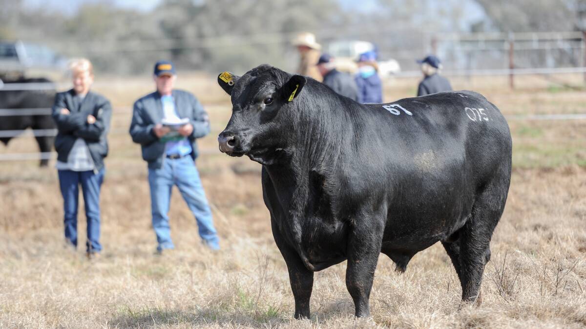 Bull sales are set to soar again this year - have you set a plan for your marketing yet? Photo: Lucy Kinbacher